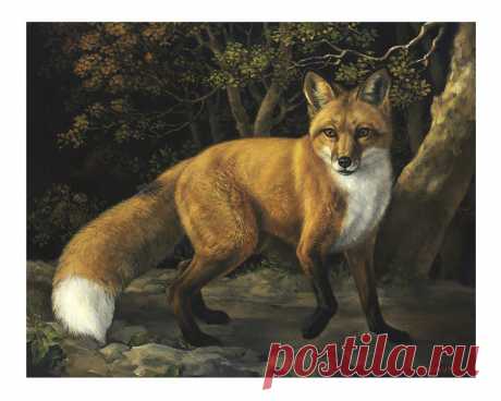 Художественные репродукции Red Fox осенью — Jaime Corum Equine Art