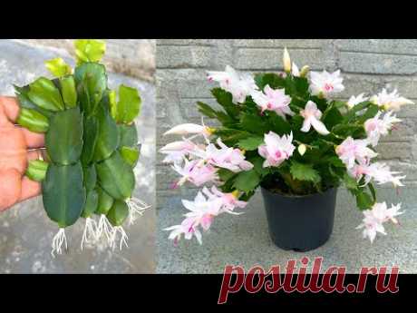 Эффект туалетной бумаги на рождественском кактусе