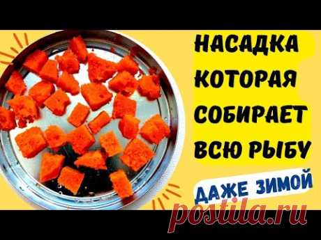Несбиваемая насадка для рыбалки, которая собирает много рыбы даже зимой. @Roma_Luk