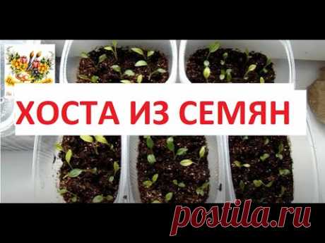 ХОСТЫ ИЗ СЕМЯН . СЕЕМ ПРАВИЛЬНО !!!