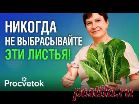 90% ЛЮДЕЙ И НЕ ДОГАДЫВАЮТСЯ О ЦЕЛЕБНОЙ СИЛЕ ХРЕНА! От гайморита и болей в суставах, для мужской силы