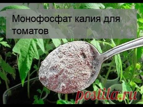 Монофосфат калия для томатов