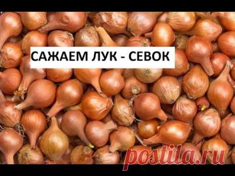 Сажаем лук севок.