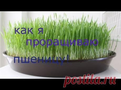 Как прорастить пшеницу!