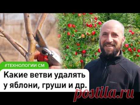 Принципы обрезки плодовых деревьев. Что срезать и почему #СадовыйЭксперт #СадыМечты #ДенисСафронов