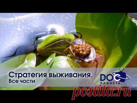 Стратегия выживания - Все части - Документальный фильм
