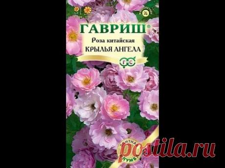 Роза "Крылья ангела" из семян.