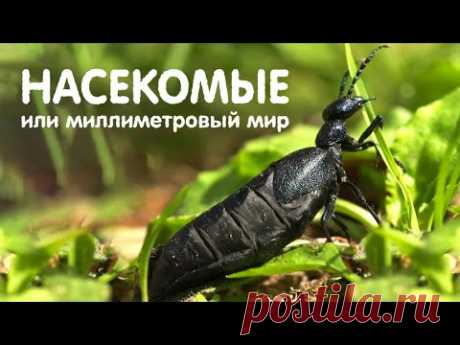 УВЛЕКАТЕЛЬНЫЙ ФИЛЬМ О МИРЕ НАСЕКОМЫХ! Насекомые, или миллиметровый мир. Лучшие фильмы. Filmegator