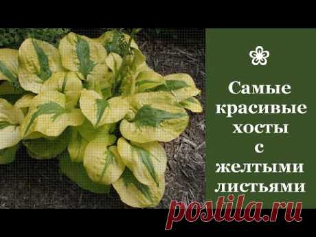 ❀ Самые красивые хосты с желтыми листьями