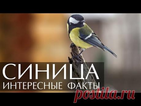 Синица - интересные факты