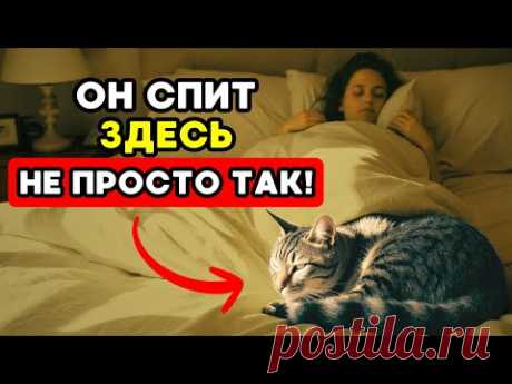 Кот спит у твоих ног? Вот что это значит на самом деле!