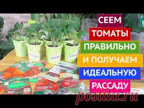 ВСЁ О РАССАДЕ ТОМАТОВ: КОГДА И КАК СЕЯТЬ, КАК ПРАВИЛЬНО УХАЖИВАТЬ!