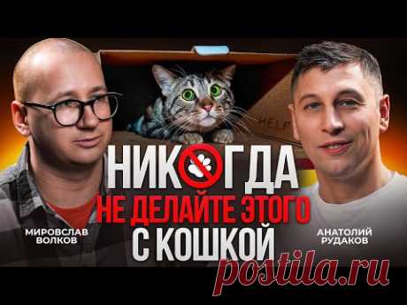 Простые истины о вашей кошке с зоопсихологом Мирославом Волковым / Лапы на стол