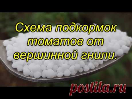 Кальций для томатов - схема подкормок от вершинной гнили.