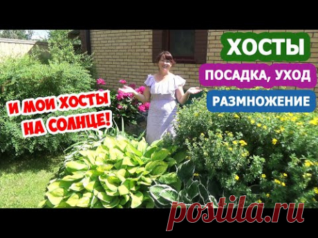 ХОСТЫ в дизайне сада! ХОСТА на СОЛНЦЕ - миф или реальность? Посадка, уход и МОИ СЕКРЕТЫ выращивания!