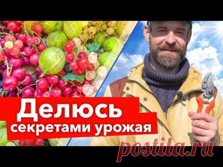 СМОРОДИНА И КРЫЖОВНИК ЗАСЫПЛЮТ КРУПНЫМИ ЯГОДАМИ, если сделать так весной!