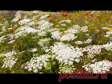 Лондон Сады Хамптон Корт 2024  (Часть 1 ) - London Hampton Court 2024 #london  #flowers #garden