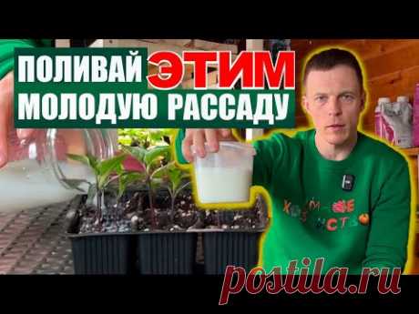 Поливаю ЭТИМ молодую рассаду🌱 и не перестаю удивляться результату!