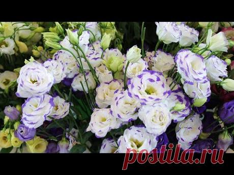 ЖАЛЕЮ, что раньше так не выращивала ЭУСТОМУ, растет как на дрожжах и быстро