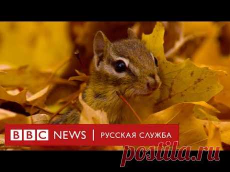 Чудесные времена года. Самые живописные места нашей планеты | Документальный фильм Би-би-си