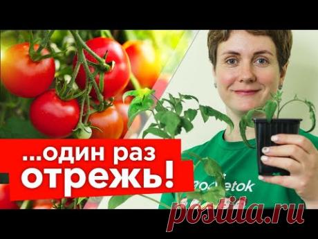 ЖАЛЕЮ, ЧТО РАНЬШЕ ТАК НЕ ВЫРАЩИВАЛА РАССАДУ ТОМАТОВ! Радикальный способ остановить вытягивание