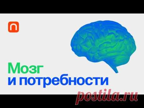 Мозг и потребности — курс Вячеслава Дубынина / ПостНаука