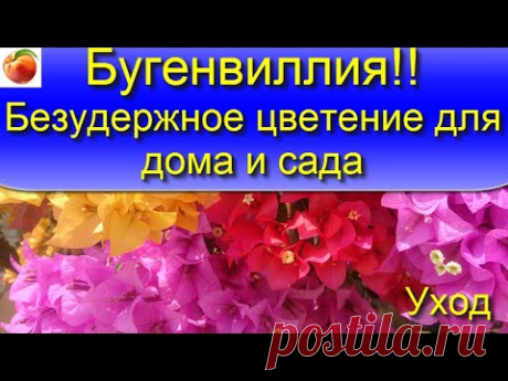 Цветение Бугенвиллии Безудержное яркое цветение дома и в саду месяцами! Просто! Весь уход