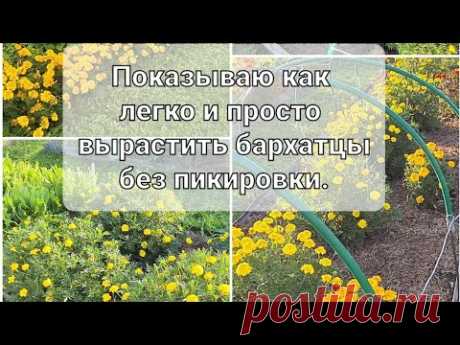 Сажаем Бархатцы (тагетес)  так, что бы обойтись без пикировки. Как вырастить Бархатцы без заморочек.