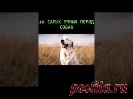 10 самых умных пород собак 🦮 #собака