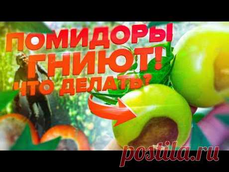БОЛЕЗНИ ТОМАТОВ. ВЕРШИННАЯ ГНИЛЬ. КАК СПАСТИ УРОЖАЙ?