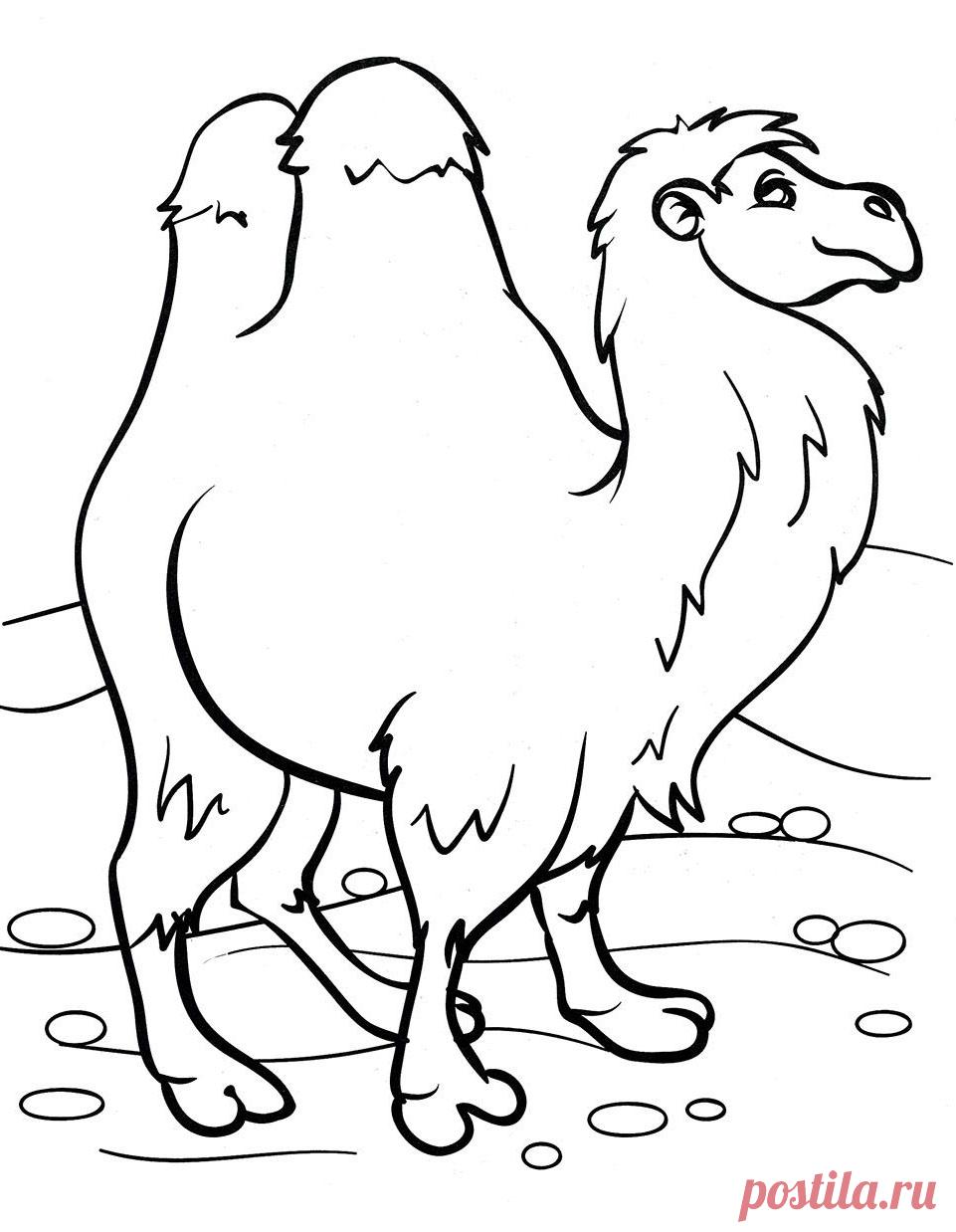 Раскраски верблюдов скачать или распечатать