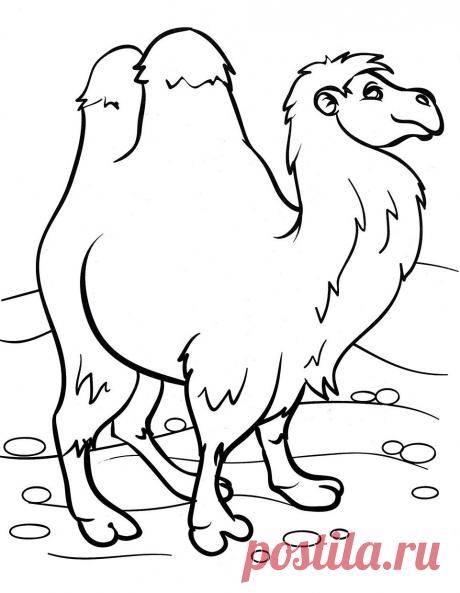 Раскраски верблюдов скачать или распечатать