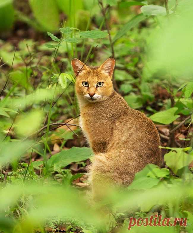 Камышовый кот является идеальным выбором для любителей экзотики