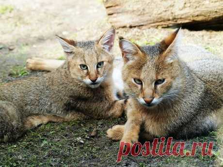 Камышовый кот является идеальным выбором для любителей экзотики