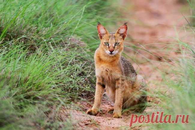 Камышовый кот является идеальным выбором для любителей экзотики