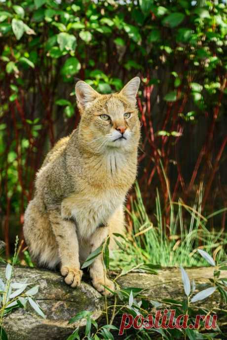 Камышовый кот является идеальным выбором для любителей экзотики