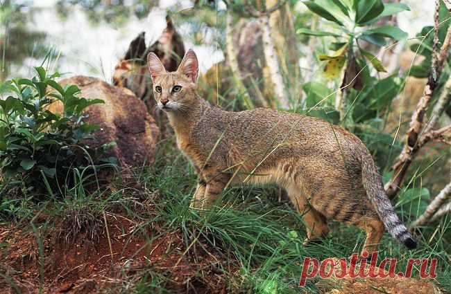 Камышовый кот является идеальным выбором для любителей экзотики