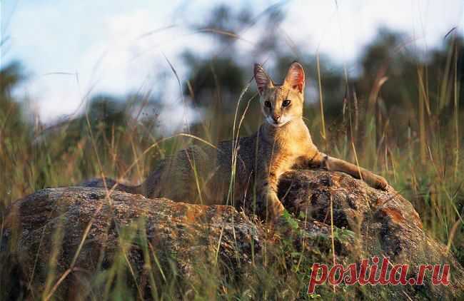 Камышовый кот является идеальным выбором для любителей экзотики
