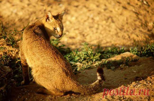 Камышовый кот является идеальным выбором для любителей экзотики