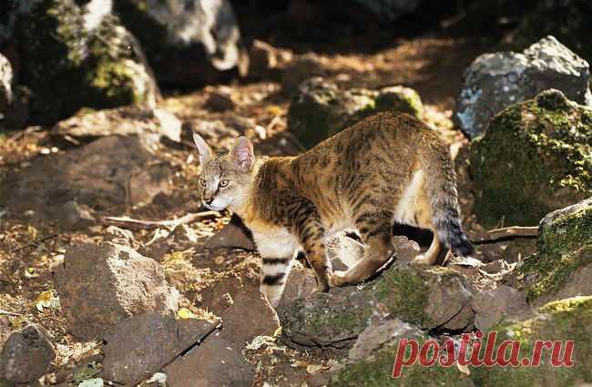Камышовый кот является идеальным выбором для любителей экзотики