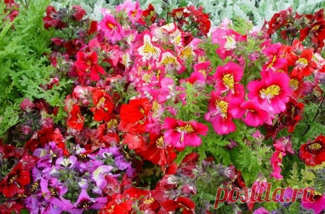 Растение Схизантус / Шизантус: фото, сорта, выращивание из семян, посадка и уход в открытом грунте