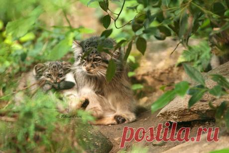 ritratto di famiglia | models: mother and son of Felis manul… | Flickr