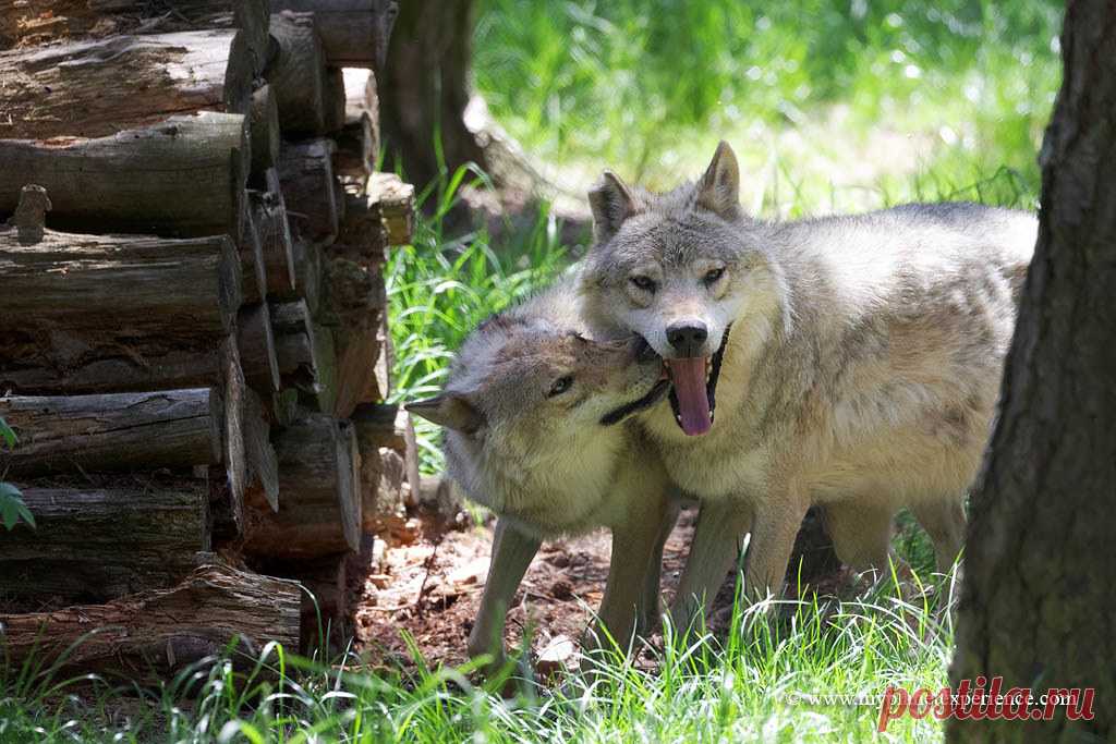 Gray Wolves Two gray wolves from Poland at the park 'Les Loups du Gévaudan', Saint-Léger-de-Peyre, France  The 'Bête du Gévaudan' - the Beast of Gevaudan - was a real wolf-like monster that prowled the Auvergne and South Dordogne areas of France during the years 1764 to 1767, killing about 100 people, often in bizarre circumstances.   © www.myplanetexperience.com