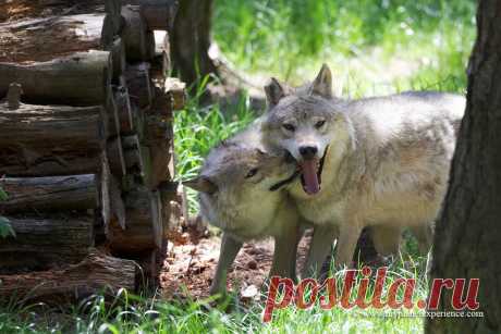 Gray Wolves Two gray wolves from Poland at the park 'Les Loups du Gévaudan', Saint-Léger-de-Peyre, France  The 'Bête du Gévaudan' - the Beast of Gevaudan - was a real wolf-like monster that prowled the Auvergne and South Dordogne areas of France during the years 1764 to 1767, killing about 100 people, often in bizarre circumstances.   © www.myplanetexperience.com