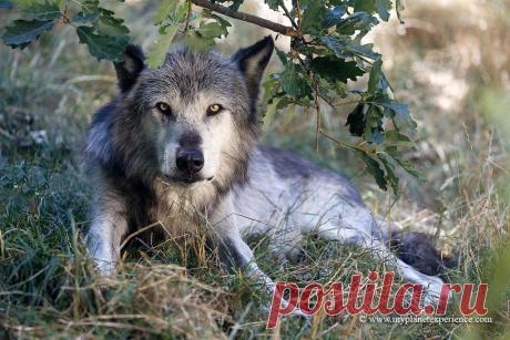 Western Timber Wolf The Western Timber wolf is a sub-species of the grey wolf and lives in western Canada and Alaska. One of the characteristics of this subspecies is the great variability of colors: black or white, gray or yellowish, including within the same pack. Often black wolves turn gray, then white as they age. Canis Lupus occidentalis includes several ancient subspecies such as that of the Mackenzie wolves (Canis lupus mackenzii) or even that of the tundra wolves ...