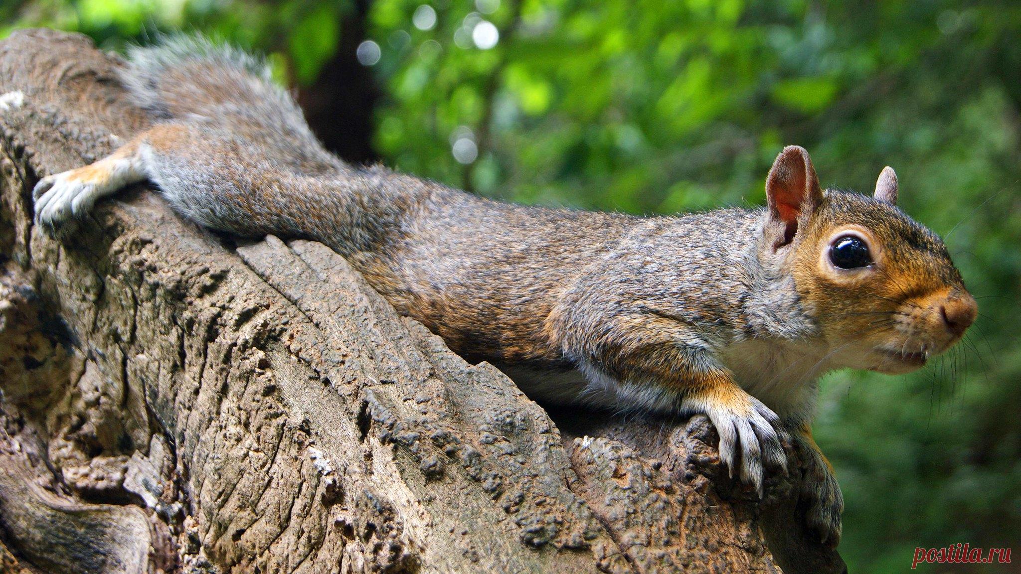 Posing for a picture | A grey squirrel that I captured in Yo… | Flickr