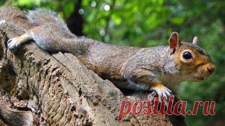 Posing for a picture | A grey squirrel that I captured in Yo… | Flickr