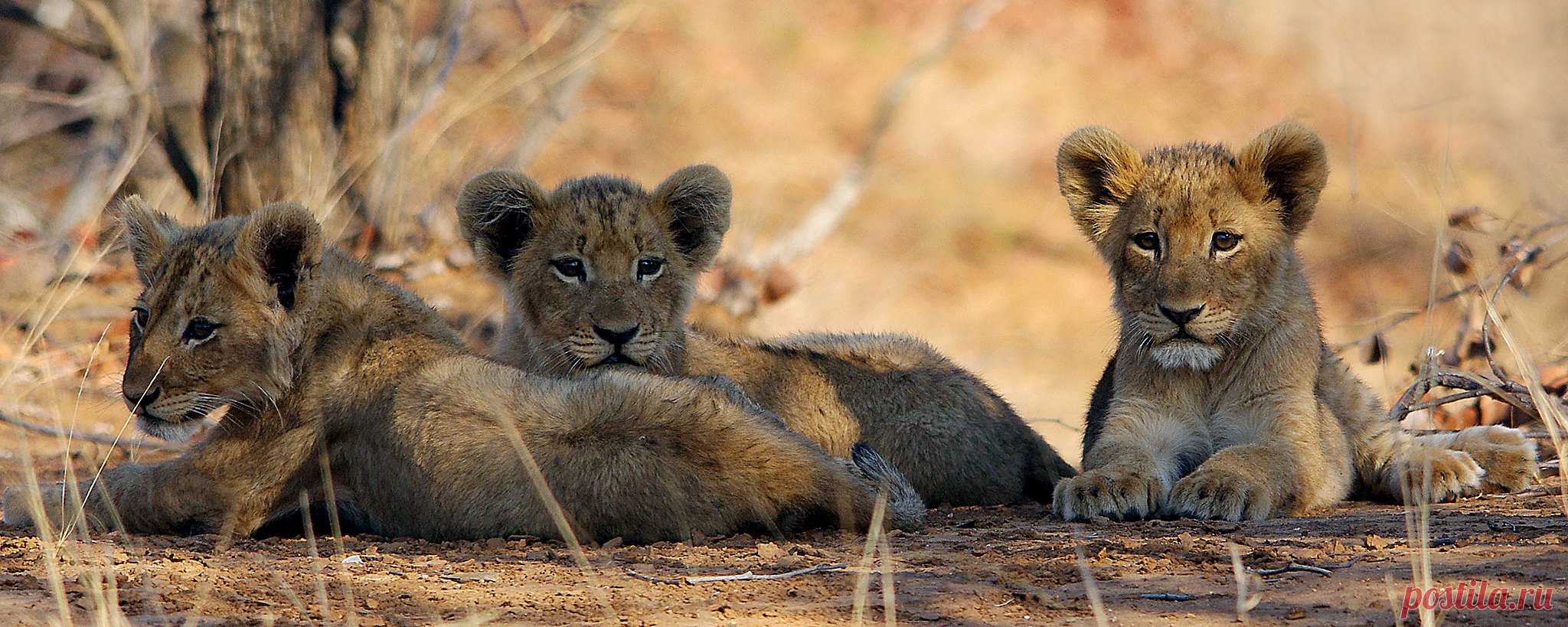 Lion cubs (Panthera leo) | near Letaba Camp, Kruger NP, Sout… | Flickr