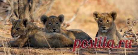 Lion cubs (Panthera leo) | near Letaba Camp, Kruger NP, Sout… | Flickr