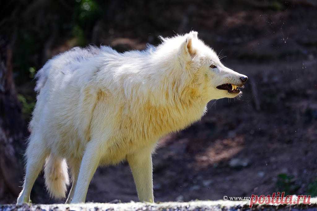 Arctic Wolf Portrait of Artc Wolf, Espace Zoologique, Saint Martin La Plaine, France  The Arctic wolf, Canis lupus arctos, also known as the white wolf or polar wolf, is a subspecies of grey wolf native to Canada's Queen Elizabeth Islands, from Melville Island to Ellesmere Island. Arctic wolves inhabit the Arctic regions of North America and Greenland. Thanks to its isolation, the Arctic wolf is not threatened by hunting and habitat destruction in the same way as its south...